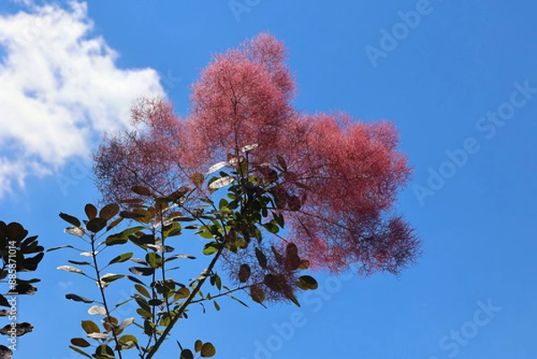 Obraz Cotinus coggygria,  Rhus cotinus, the European smoketree, Eurasian smoketree, smoke tree, smoke bush, or dyer's sumach is a species of flowering plant in the family Anacardiaceae,