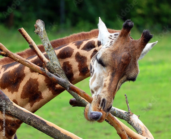 Obraz The giraffe (Giraffa camelopardalis) is an African even-toed ungulate mammal, the tallest of all extant land-living animal species, and the largest ruminant.
