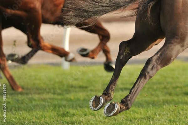 Obraz Horse racing action
