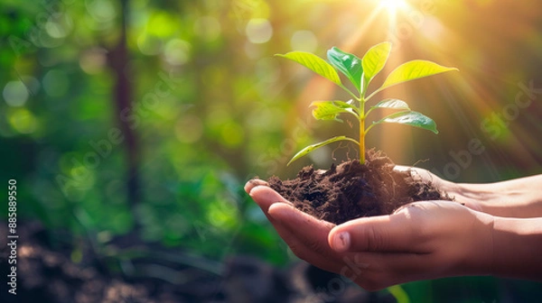 Fototapeta Hands carefully holding a small plant with soil, on a blurred green background.