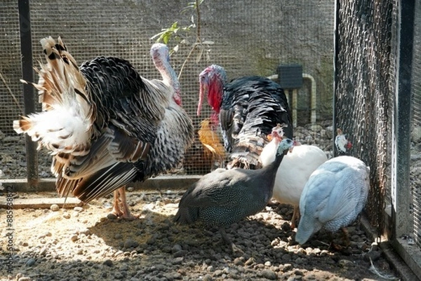 Fototapeta Several guineafowls (Numida meleagris) and turkeys (Meleagris gallopavo) living harmoniously in one coop, with black and white feathers.