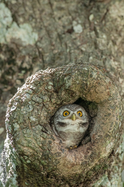 Obraz spotted owlet