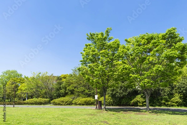 Fototapeta 中野平和の森公園