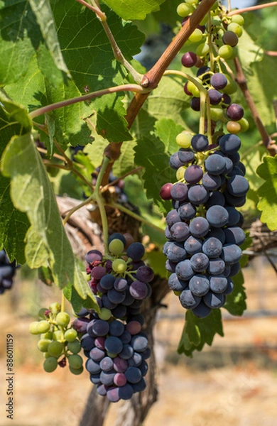 Fototapeta Two clusters of wine grapes in a vineyard in eastern Washington on a beautiful late summer day_