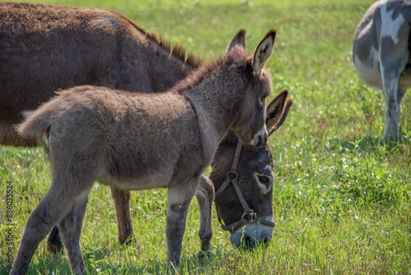 Fototapeta donkey in a field