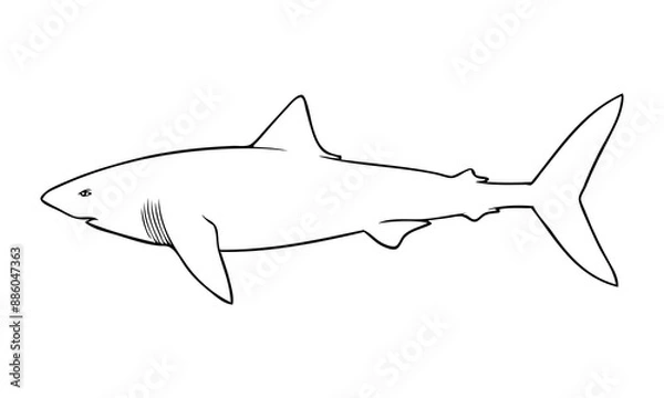 Obraz shark outline vector illustration