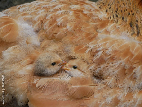 Obraz chickens under mother hen wing