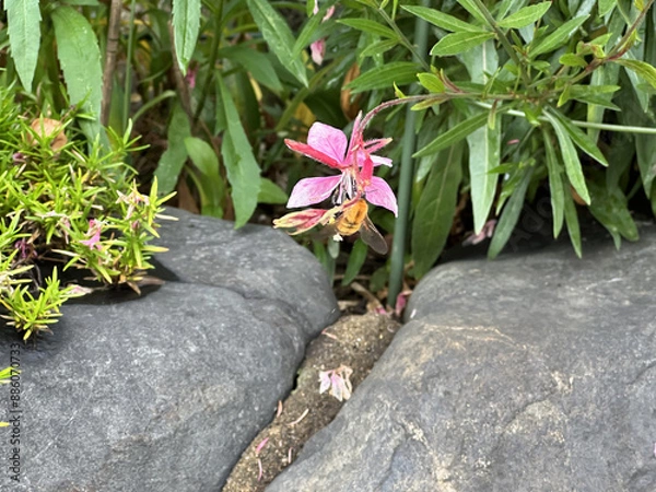 Obraz A Bee sits on a Pink Flower with green leaves and stones in the background and drinks nectar . Close-up nature photography.