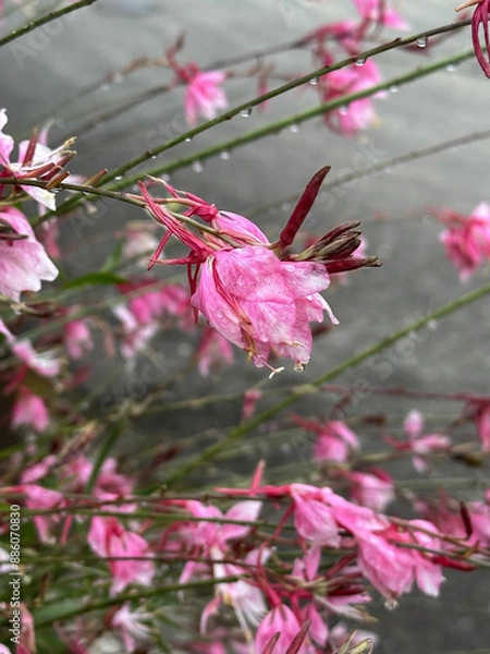 Obraz Pink flowers with dew drops on stems. Close-up nature photography. Summertime floral concept for greeting card and invitation design.