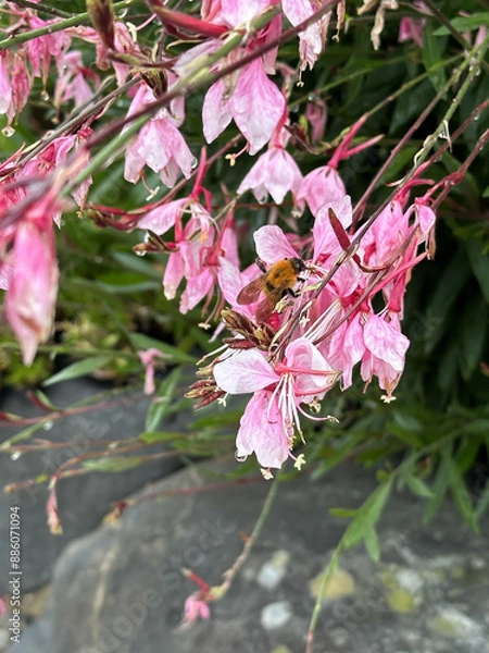 Obraz A Bee and Pink Flowers with green leaves and stones in the background. Close-up nature photography.