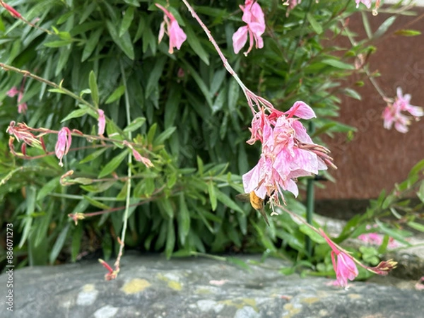 Obraz A Bee drinks nectar inside a Pink Flower with green leaves and stones in the background. Close-up nature photography. Floral concept for web, print and more