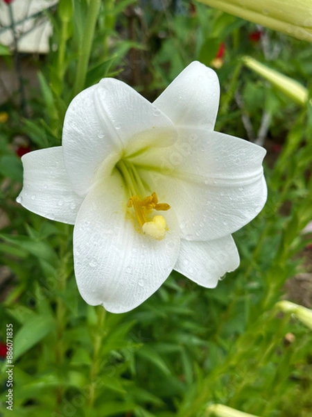 Obraz Single White Lilie with Raindrops on Petals during rainy season with green leaves in the background. Close-up nature photography.
