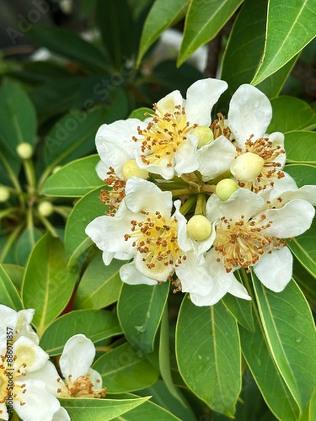 Obraz White inflorescence of flowers of a tropical tree with round fruits on a background of green leaves with raindrops.  Close-up nature photography.