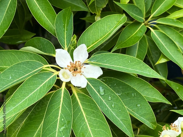 Obraz White Flower of a tropical tree on a background of green leaves with raindrops during rainy season.  Close-up nature photography. Floral concept for web, print and more