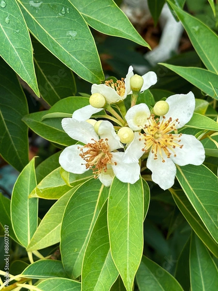 Obraz White Flowers of a tropical tree with round fruits on a background of green leaves during rainy season.