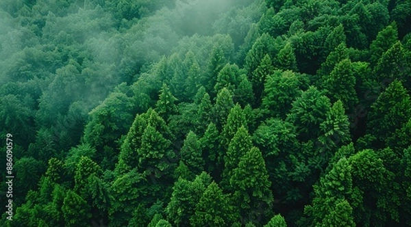 Obraz forest in the morning