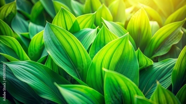 Fototapeta Vibrant green leafy blades overlapping each other, creating a lush, natural, and serene background with soft focus and warm lighting.