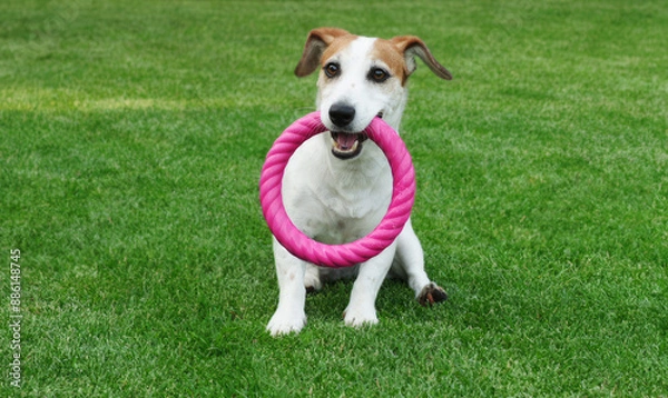 Fototapeta Dog playing with a round toy on the park.