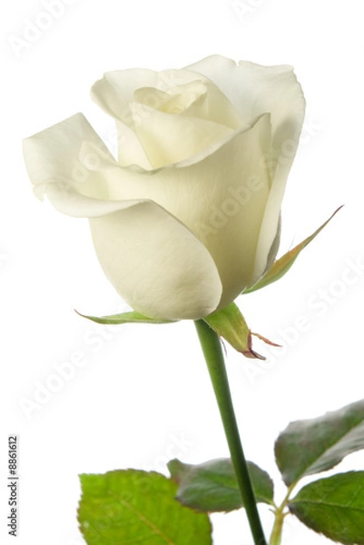 Obraz white rose isolated with clipping path
