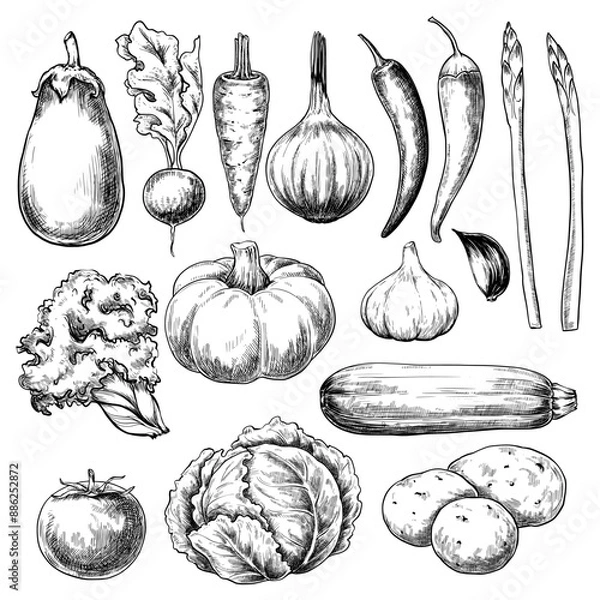 Obraz Vegetables set hand drawn vintage vector sketch drawing	