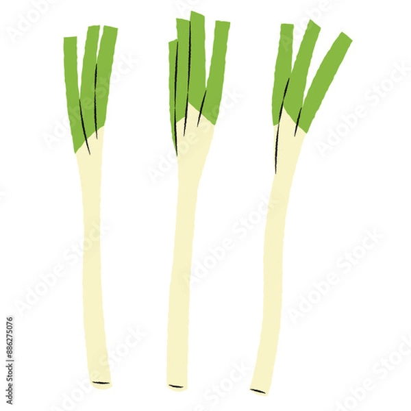 Obraz シンプルな長ネギのイラスト｜ベクター