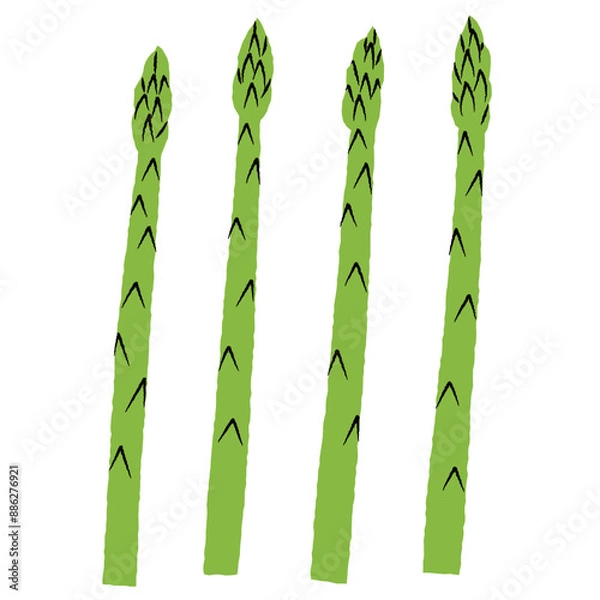 Obraz シンプルなアスパラガスのイラスト｜ベクター
