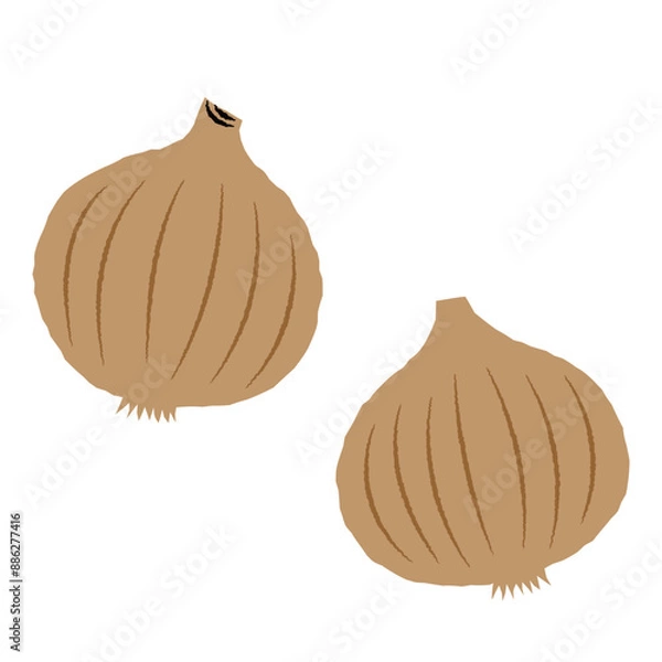Obraz シンプルな玉ねぎのイラスト｜ベクター