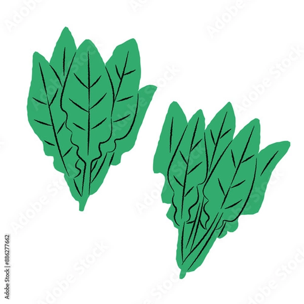 Obraz シンプルなほうれん草のイラスト｜ベクター
