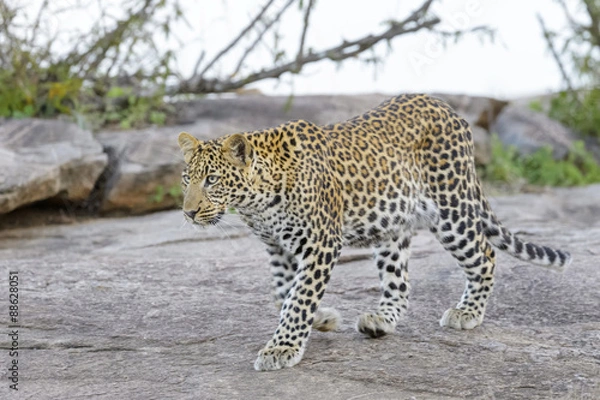 Obraz Leopard (Panthera pardus) walking on a rock, Serengeti national park, Tanzania.
