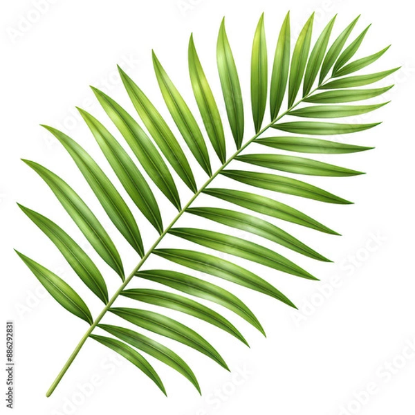 Fototapeta palm leaf isolated on a white background. Perfect for botanical, tropical, and nature-themed designs.
