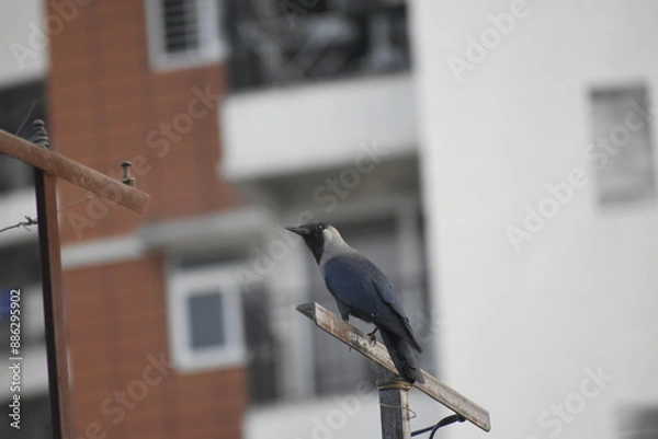 Obraz bird on a fence