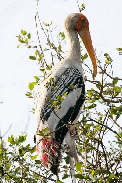 Obraz Painted stork