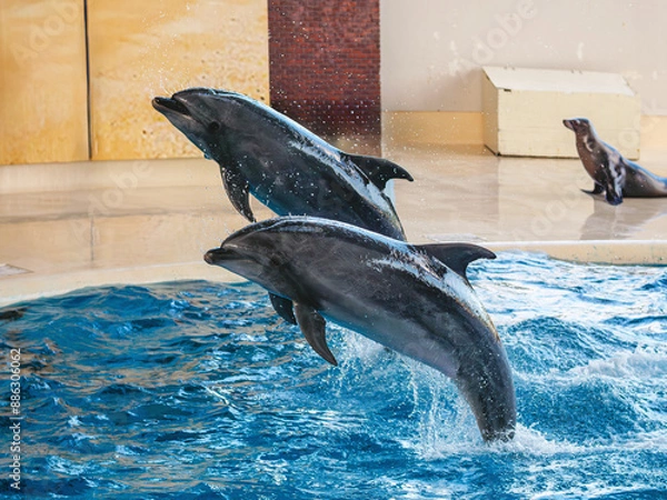 Fototapeta 水族館のイルカショー