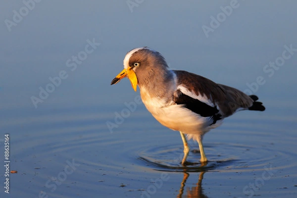 Obraz White-crowned lapwing in water