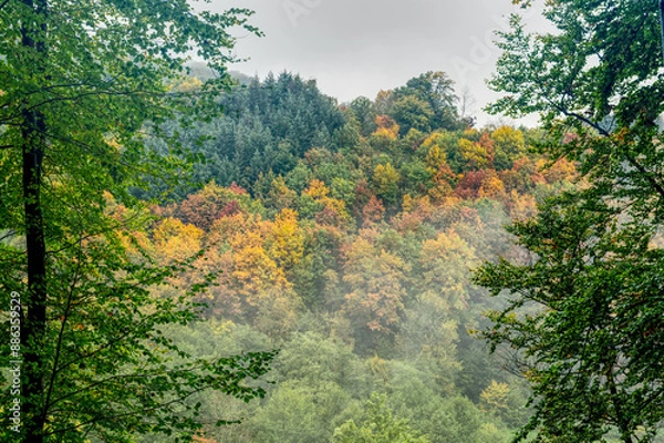 Obraz morning in the forest