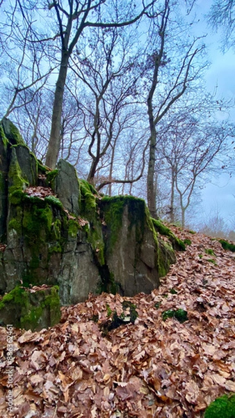 Obraz Tranquil Autumn Forest