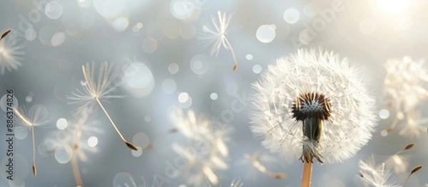 Fototapeta A close up photo of a dandelion with white fluffy flowers in sunlight on a gray background symbolizing summer air freedom and lightness with room for text. copy space available