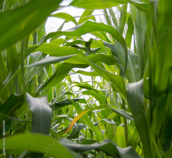 Obraz листья кукурузы на поле