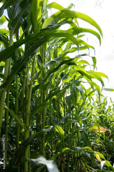 Obraz стволы кукурузы на поле