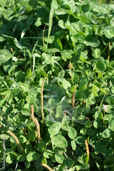 Fototapeta летний луг
