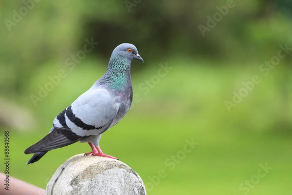Obraz Pigeon in the garden