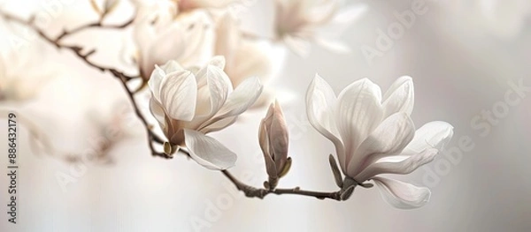 Obraz White spring background featuring a magnolia flower on a branch with a shallow depth of field to highlight the floral beauty ideal for copy space image