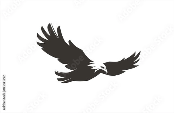 Obraz Eagle Fly