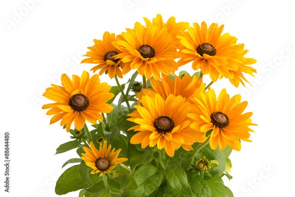 Obraz Rudbeckia hirta