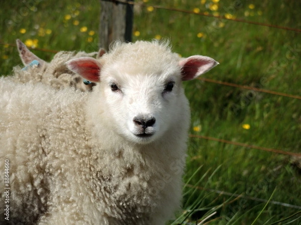 Fototapeta Doux Agneau 2