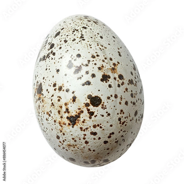 Obraz Top view of a single dove egg isolated on a white transparent background