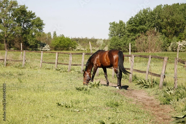 Fototapeta Beautiful purebred horse grazing in the summer meadow
