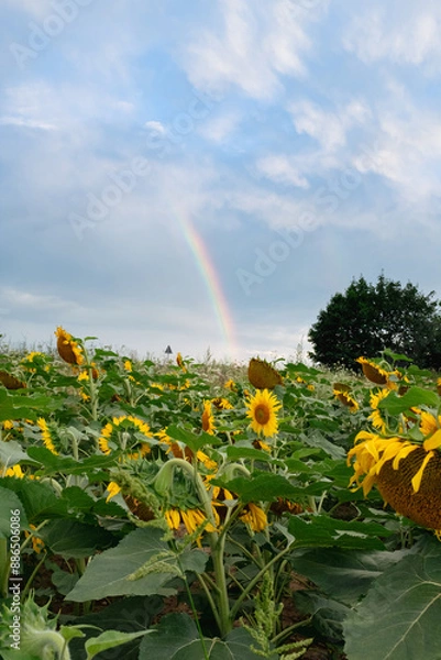 Fototapeta Sunflower field with beautiful clouds in full bloom with the rainbow in the background. The big golden sunflower field in the countryside