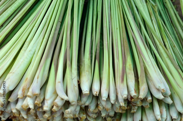 Obraz Lemon grass