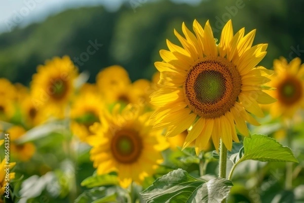 Obraz Sunflower Field in Bloom